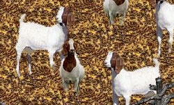 3 goats
